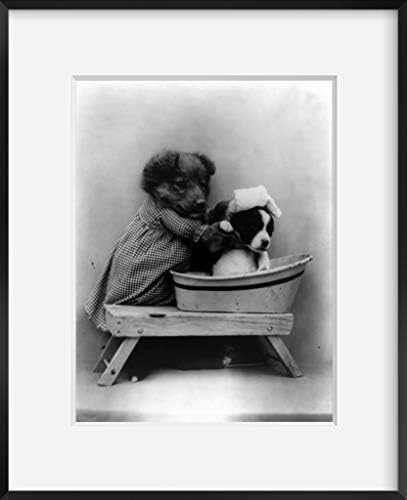 Бесконечни фотографии Фото: Бањата | Кучиња | Животни во човечки ситуации | 1914 | Историска репродукција на фотографии