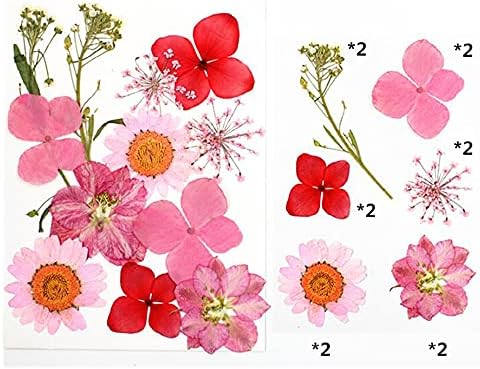 Dagijird Мал вистински сушен цвет Природни суви растенија за накит од свеќи, правејќи занаетчиски додатоци за DIY