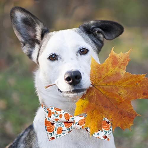 Есен јака од кучиња од тиква со лак вратоврска, празник Денот на благодарноста есенска јака за жетва за големи кутриња за миленичиња Медиун