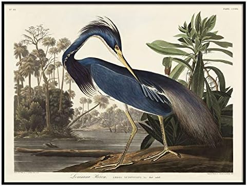 Луизијана Херон Печати, Античко сликарство на птици, гроздобер цртање постер wallидна уметност декор, сина херој, акварел на птици,