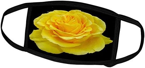 3drose жолта роза одблизу фотографија од роза од Тексас изолирана. - насловни страни