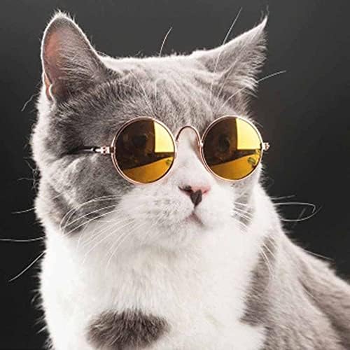 Округли очила за миленичиња мачки прекрасни очила за сонце за мали кучиња мачка за очи од очите од очила за очила фотографии, фотографии