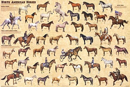 Ламинирани северноамерикански коњи постери за животински постери ламинат постер 36 x 24in