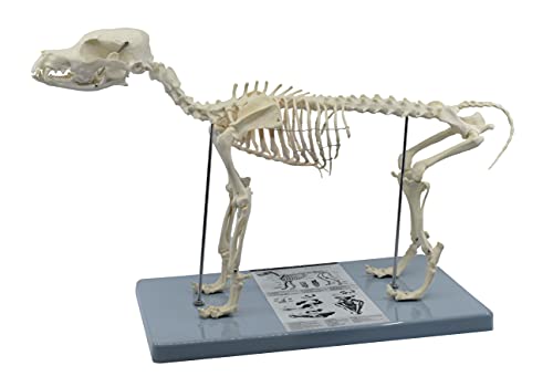 Скелетен систем на кучиња, анатомски модел, висок 12 висок - медицински квалитет, монтиран во база - лаборатории на Еиско