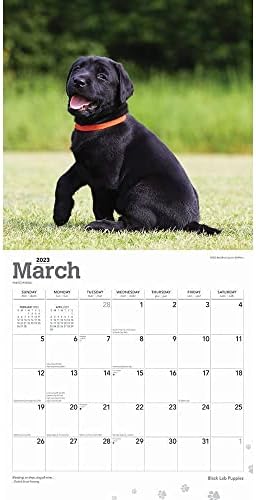 Црн Лабораториски Кученца Календар 2023 -- Лукс 2023 Црни Лабораториски Кученца Ѕид Календар Пакет Со Над 100 Календарски Налепници