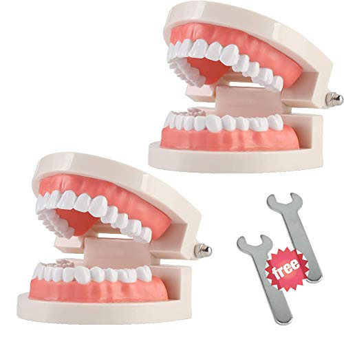 2 пакет стандарден модел на заби за заби, стандарден модел на демонстрација на типодонт, модел за деца за деца, чист дисплеј, образование,