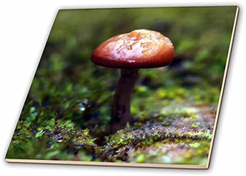 3дроза Печат Град-природа-макро фотографија на печурка што расте во мов. - Плочки