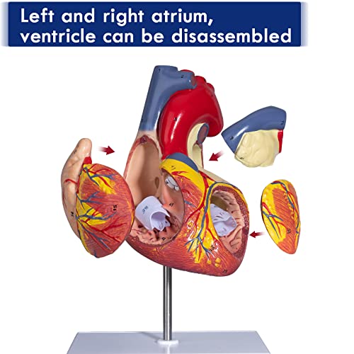 LVCHEN 2X зголемен анатомски модел на срце - модел на човечко срце со метар/лев атријален додаток Анатомски модел за научна училница