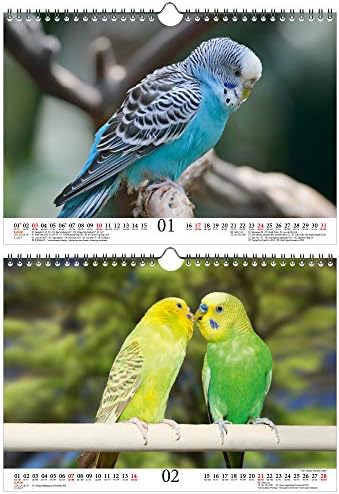 Брановидни папагали Магија А4 Календар За 2021 Година Подарок Сет Содржина: 1x Календар, 1x Божиќна Честитка