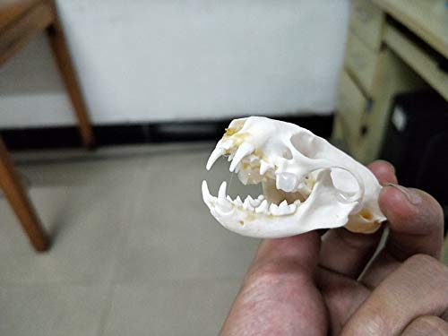 Taxidermy Hot Weasel Skull ја снабдува уметничката коска ветеринар 1: 1