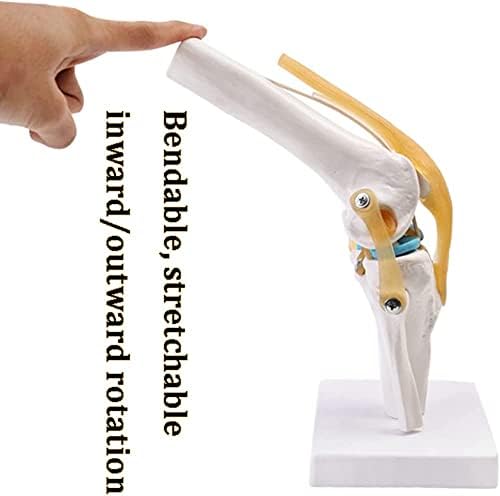 Лионски модел на човечки органи човечки модел на колена Медицински анатомија скелет човечко тело колено зглоб модел за лекари канцеларија едукативна