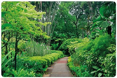 Лунарна Шумска Подлога За Миленичиња За Храна И Вода, Зелени Растенија Дрвја Во Сингапурските Ботанички Градини Арборетум За Патни Дестинации
