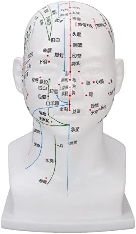 Модел На Глава на Акупунктурна Точка, Модел На Глава На Бели Меридијани Вежбајте 11,8 Инчи За Хобисти за Продавница За Масажа