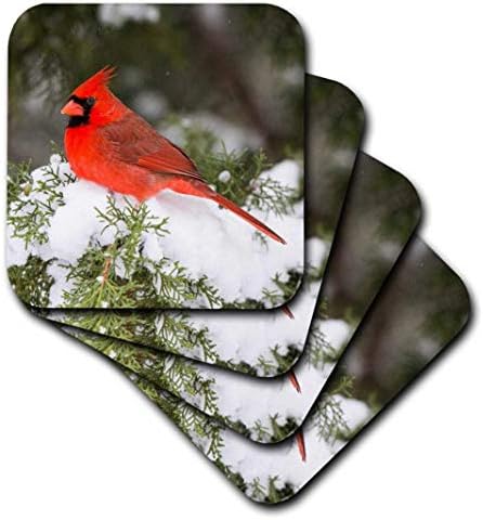 3drose Илиноис, САД - Северна кардинална машка во смрека во зима. - меки крајбрежни страни, сет од 4