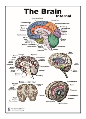Постер за внатрешни структури на мозокот 12x17inch, водоотпорен