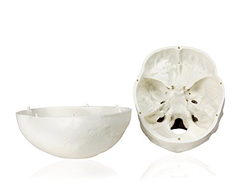 ОИФ модел на череп за човечки возрасни, отстранлив на черепот со големина на живот 3 делови Ноќта на вештерките