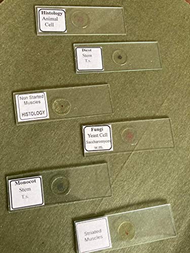50 парчиња микроскоп примерок слајдови подготвени за деца студенти биологија природа наука учење микроскопска слајд училишна лабораторија