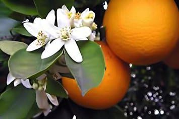 Премиум Органска Мароканска Вода од Цвет Од Портокал | 4оз Спреј Увезен Од Мароко | Одделение За Храна | Преполн Со Природни Антиоксиданси.