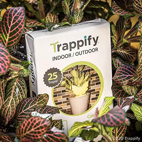 Trappify Sticky Gnat Traps за куќа во затворен простор - стапици со жолто овошје за затворено/растително растение - инсекти за фаќање бели муви,