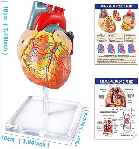 Човечко срце модел за анатомија, 2 - Дел срцеви модели Анатомија големина на живот Медицински модел на срце