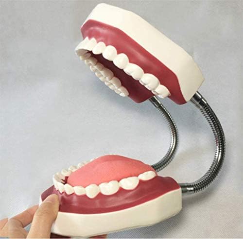 Модели на Torso и скелети Rexgel Torso и Skeleton, 6 пати од моделот на настава за заби со големина на живот, модел на настава за возрасни,
