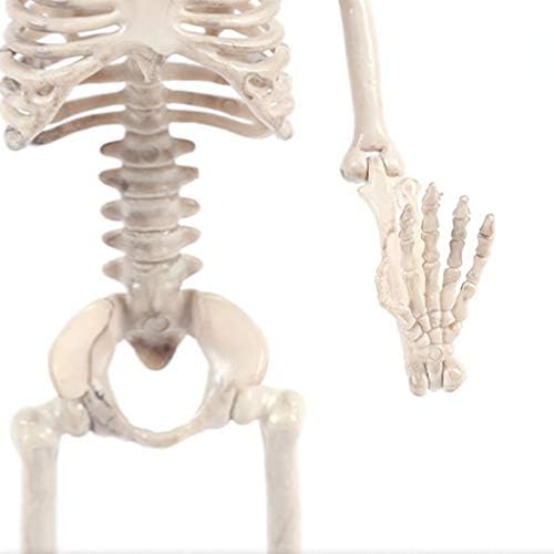 Флексибилен модел на скелет на анатомски анатомија во Bangna, целосен живот со големина на вештерките за Ноќта на вештерките