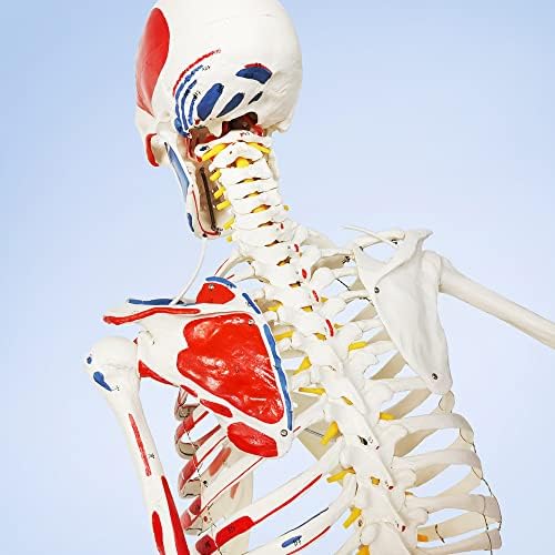 2023 Нов медицински анатомски модел на рачни скелети w/ мускули лигаменти нерви и крвни садови, 7 делови, големина на живот, магнетно