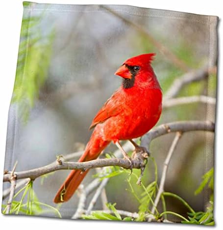 3drose Данита Делимонт - Птици - Северен кардинал, машки Стар, Тексас, САД. - крпи