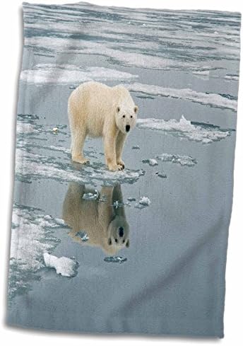 3drose Норвешка, Свалбард, Спитсберген. Поларна мечка патува по морскиот мраз. - крпи