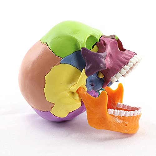 XKISS модел на одвојлив череп, модел на анатомија на черепот со мини големина, вклучувајќи 15 делови со упатство за упатства за