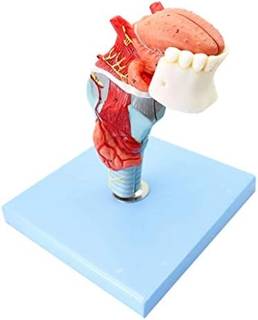Наставен модел, модели на наука за човечка анатомија - Анатомско грло приложено јазичен модел Анатомски ларингеален мускул и