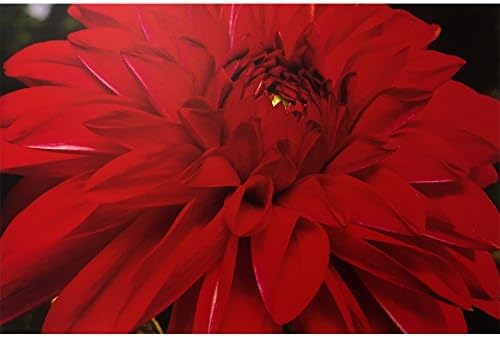 Печатење на црвено цвеќе Рафаел Розен: Премиум квалитетно платно wallидни отпечатоци на дебела рамка од дрво во 5 различни димензии