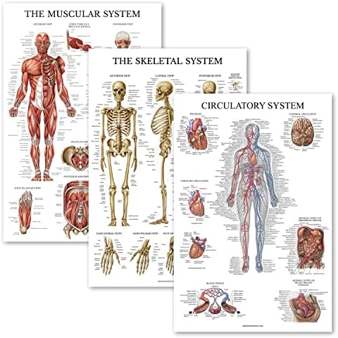 Учење на палас 3 пакет - мускул + скелет + циркулаторна системска постери за анатомија - Анатомски графикони на мускулен и скелетен систем