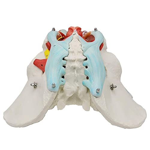Модел на карлица на машка карлица со отстранливи органи, 11 делови со големина на животниот дел на карлицата, анатомски модел со уринарен и
