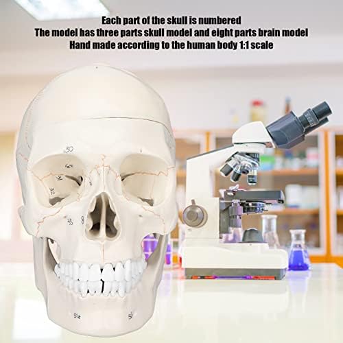 Модел на череп Tyenaza, Skull Model Life Life Multipurse Human Skull Skull Anatomical Model за научно образование за едукација