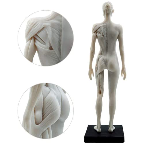Lsoaarrt 11 инчен женски човечки анатомија модел на уметност анатомија фигура