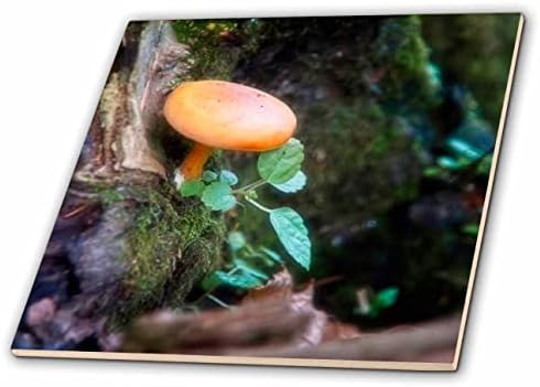3дроза Мала Печурка Во Шумата Одблизу Фотографија-Плочки