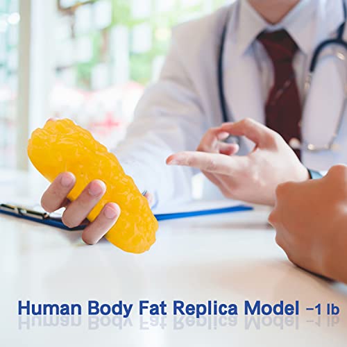 Лај Човечко Тело Масти Реплика, 1 фунти Масти Анатомија Модел За Анатомија Класа Дисплеј, Останете Здрави, Губење На Тежината