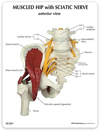 Model Model Model, 2020 Hip зглоб w/sciatic нерв модел на човечко тело Анатомија реплика на нормален мускулест колк зглоб w/исички нервни лекари