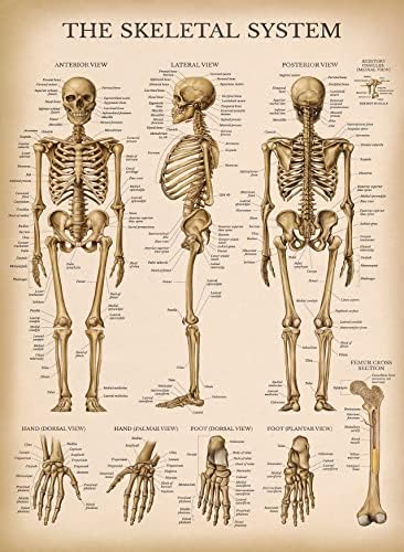Анатомска табела за учење на палас за учење на палас - Постер за анатомија на човечки скелет