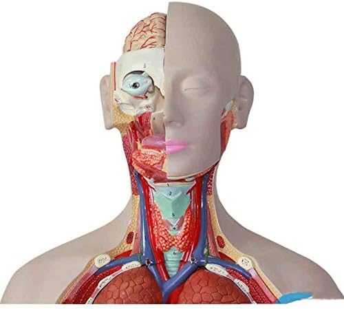 Наставен модел, 27 делови човечки торзо модел - алатка за настава за настава, анатомичен модел на анатомија на телото, настава за студирање на