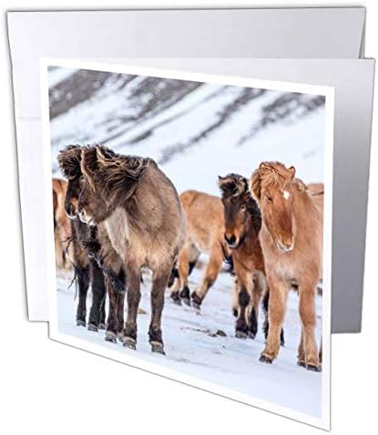 3дроза Исландски Коњи Во Зимско Пасиште Во Близина На Хофн, Исланд - Честитка, 6 на 6 инчи
