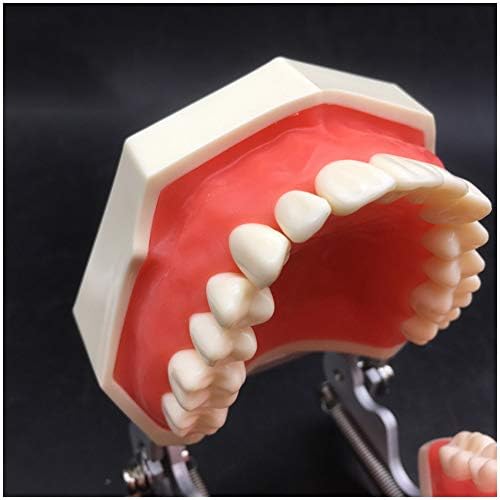 Модел на заби на забите KH66ZKY - заби на типодонт - Практика Подготовка на празнина на празнина на круната за подготовка на круната