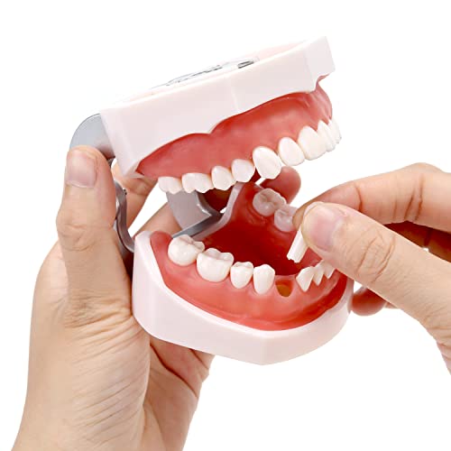 Модел на заби на заби Miirr, модел на протези за возрасни со 28 заби, одвојливи заби, модел на заби погоден за истражување и настава, за студенти
