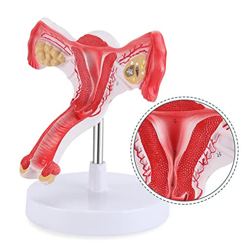 Ронтен 1: 1 Човечки женски матка Модел на јајници, Анатомски пресек Билатерален модел на матка на јајниците, алатка за студирање на