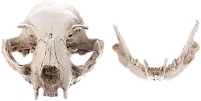 Valiclud Reptisoil среќна мачка скелета смола животно богатство мачка череп модел фигурин аквариум резервоар за риба пејзаж декорација