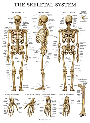 3 пакет - мускул + скелет + лимфен систем Постери за анатомија Постери - Анатомски графикони на мускулен и скелетен систем - ламинирани - 18 x