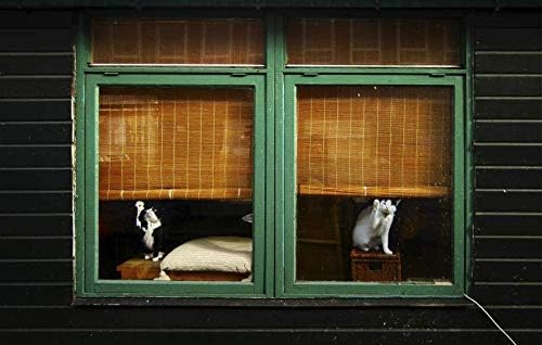 Кунст Фар Ал Канвас Печати: Јацек Стефан Прозори за чистење на прозорци ликовна уметност, платно на носилки, подготвени за висина
