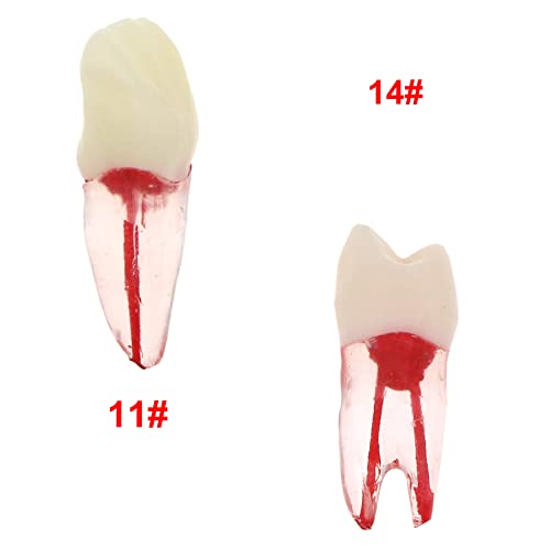 10pcs стоматолошки корен канал пулпа шуплина РКТ практика Ендодонтски заби модел на типодонт студија Научи M8007-комплет
