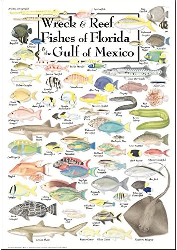 Земјоделско небо + постер за вода - Риба и гребени риби од Флорида и Мексиканскиот Залив